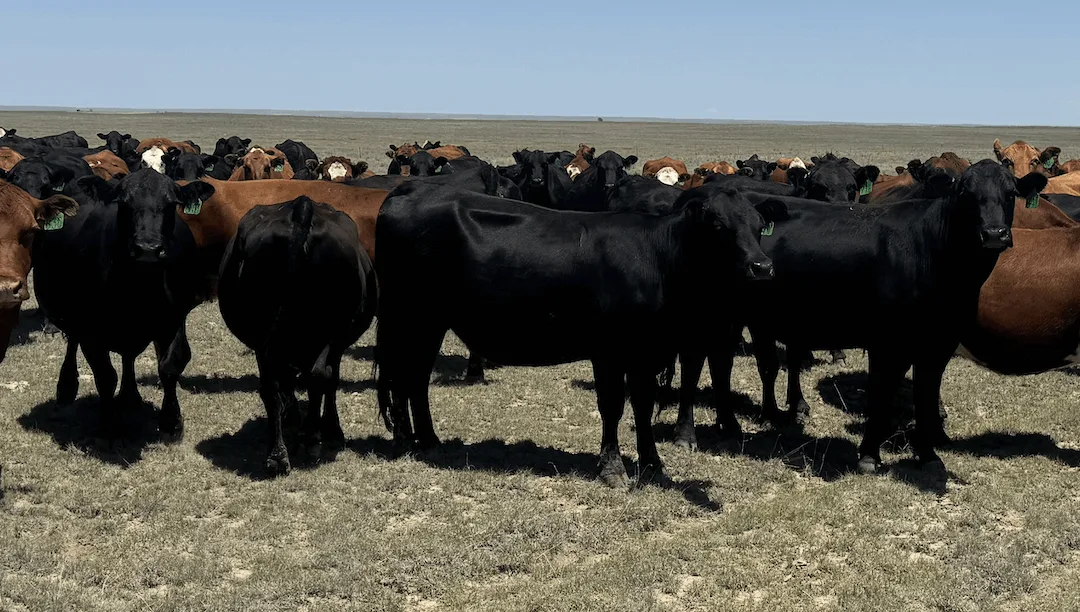 Heavily PCC Influenced Bred Cows
